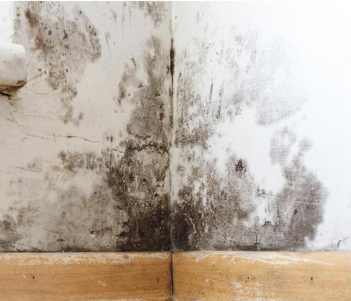 img src =”mold” alt = "corner of interior wall showing signs of black mold from water damage” >
